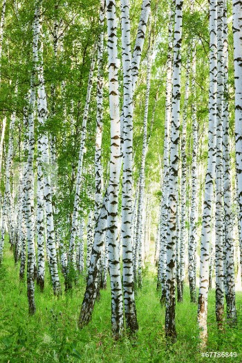 Bild på forest birch